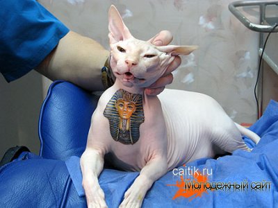Татуировки на животных