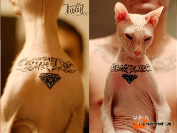 Кошка с татуировкой