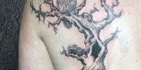 татуировка дерево с совою